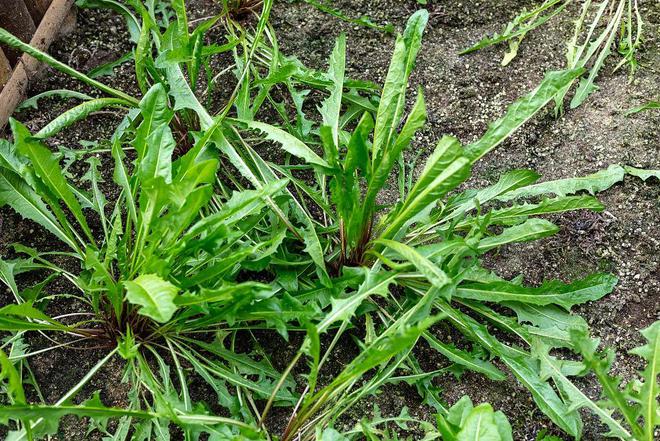 这5种野菜千万别开云kaiyun吃转告家里的老人别再当成“宝”了！(图3)