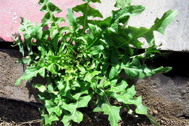 这5种野菜千万别开云kaiyun吃转告家里的老人别再当成“宝”了！(图1)