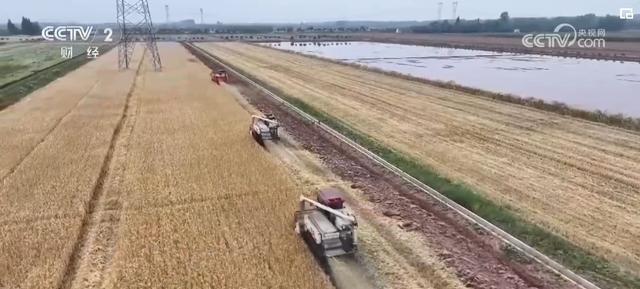 开云网站麦浪滚滚丰收在望科技为粮食增产“撑腰”(图2)