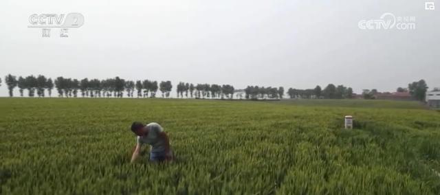 开云网站麦浪滚滚丰收在望科技为粮食增产“撑腰”(图3)