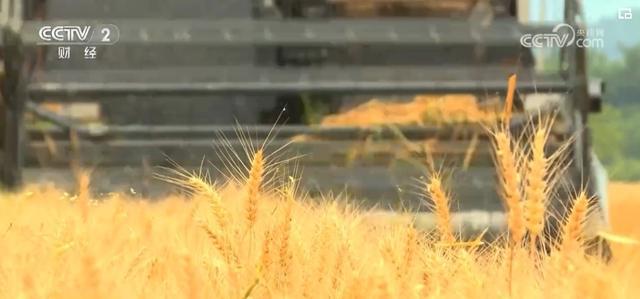 开云网站麦浪滚滚丰收在望科技为粮食增产“撑腰”(图6)