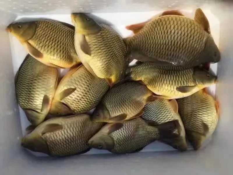 桐梓这两道菜进入预制菜爆品中国行百强榜(图4)