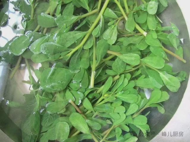 夏天地里长出的一种野菜凉拌烙饼都好吃清热利湿去暑气！(图9)