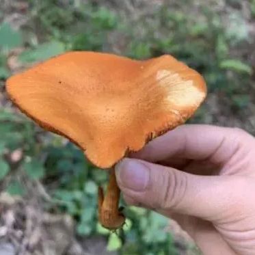 不要采！不要吃！(图3)
