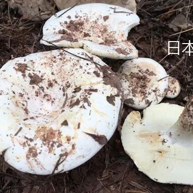不要采！不要吃！(图2)