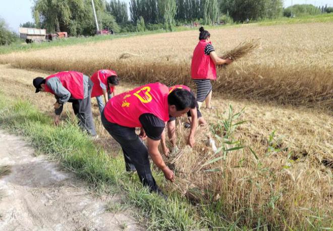 小麦收割正当时志愿服务来帮忙(图1)
