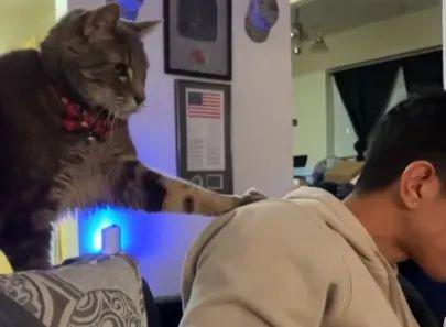妹纸给猫喂吃牛奶+汉堡网友纷纷指责但看完后说：我真该死！(图2)