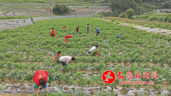 打造辣椒预制菜基地带动村民共致富-安康新闻网(图1)