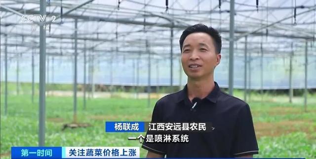 家常菜价格“不家常”？黄瓜批发价涨超40%！还会再涨吗(图13)