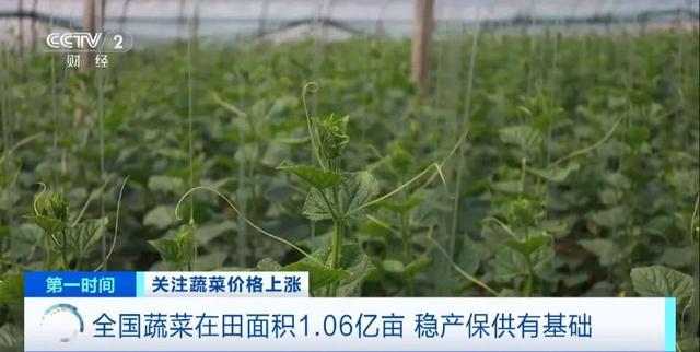 家常菜价格“不家常”？黄瓜批发价涨超40%！还会再涨吗(图10)