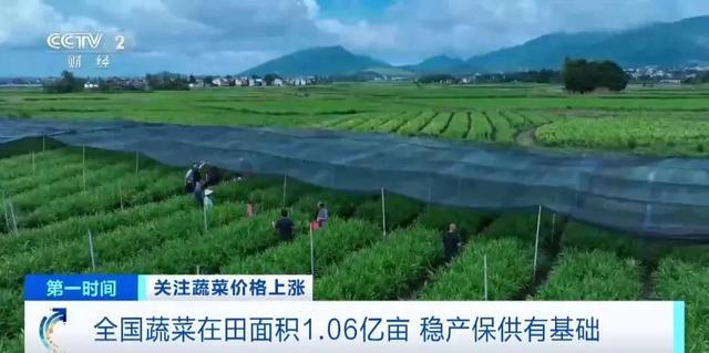 家常菜价格“不家常”？黄瓜批发价涨超40%！还会再涨吗(图11)