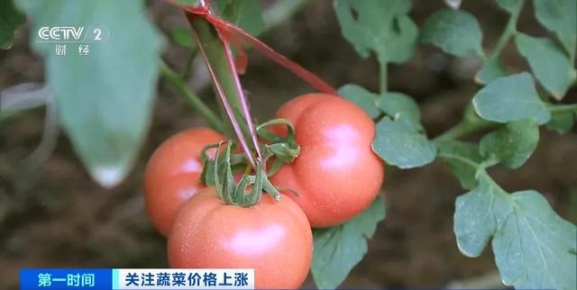 家常菜价格“不家常”？黄瓜批发价涨超40%！还会再涨吗(图14)