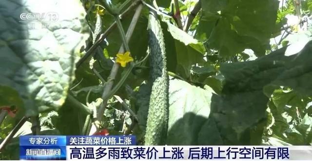 家常菜价格“不家常”是什么引起了蔬菜价格上涨？(图2)