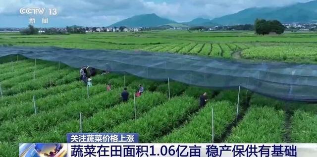 家常菜价格“不家常”是什么引起了蔬菜价格上涨？(图3)