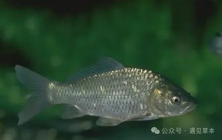 野生鲫鱼一年能长多大？最大能长到多大？这3种鲫鱼大到不敢想象(图3)