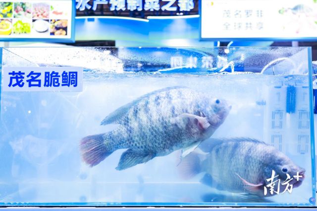 AI“智”造名品争“鲜”！第十四届广东现代农业博览会启动(图5)