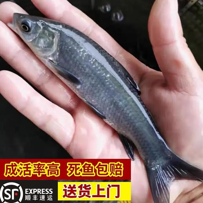 青鱼多少钱一斤？2024市场价了解一下！(图1)