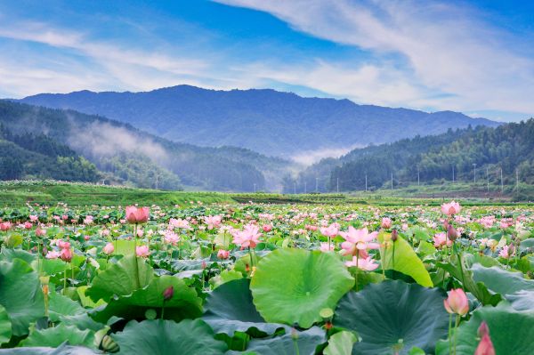 【理响中国·一线探新】逐“绿”而行向“新”发力(图2)