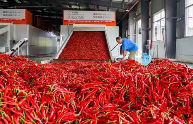 生态贵椒凭啥“辣”动全球？(图5)