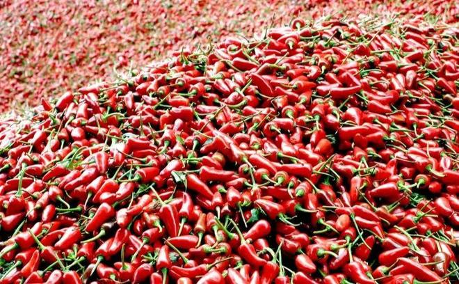 生态贵椒凭啥“辣”动全球？(图2)
