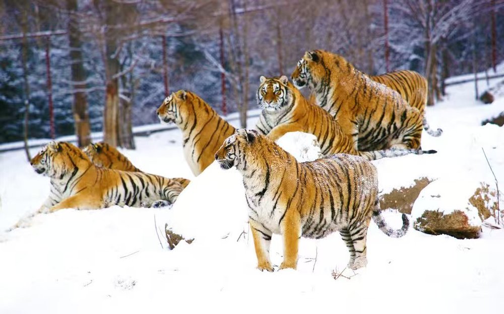 龙江乡村冰雪旅游何以再借“冬”风？(图6)